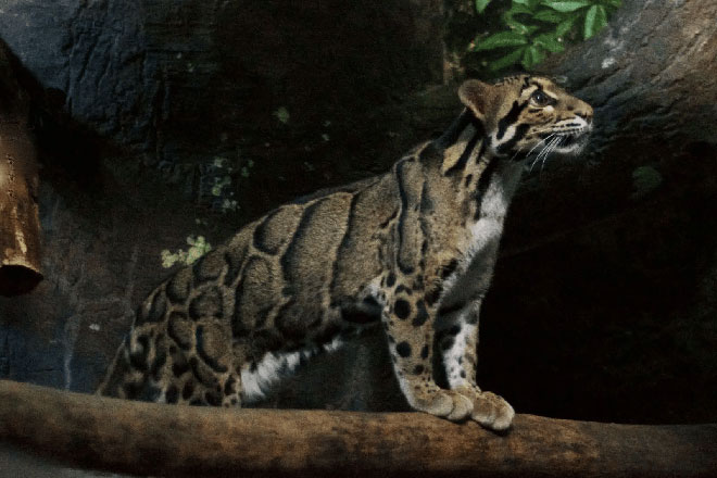 Picture 7 of An animal that has been extinct for 40 years suddenly 'reappears': Instead of being happy, scientists are scared!