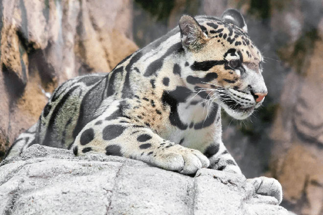Picture 8 of An animal that has been extinct for 40 years suddenly 'reappears': Instead of being happy, scientists are scared!