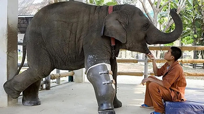 Picture 2 of An elephant can survive with a broken leg, but why does a horse with a broken leg have to die?