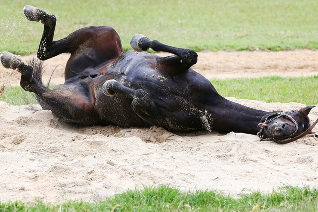 Picture 3 of An elephant can survive with a broken leg, but why does a horse with a broken leg have to die?