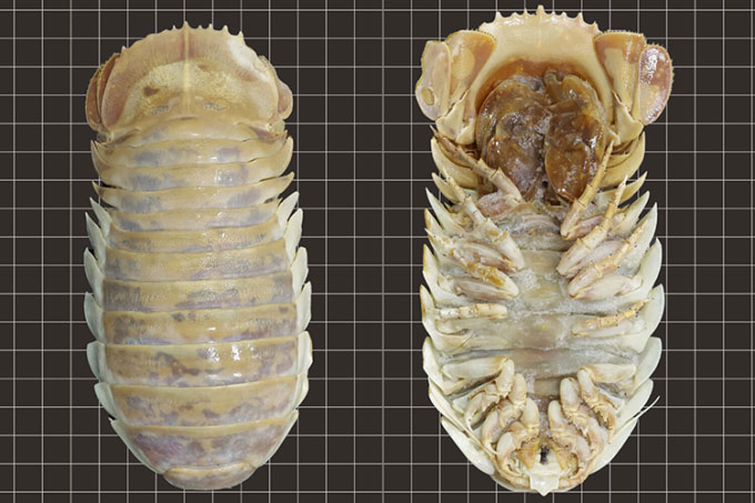 Analyzing DNA Scientists Discovered A New Giant Sea Lice Species   Analyzing Dna Scientists Discovered A New Giant Sea Lice Species Picture 1 ZQIft48GB 