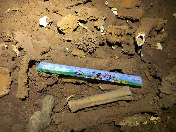 Ancient animal fossils discovered in cave in Ha Long Bay Picture 1