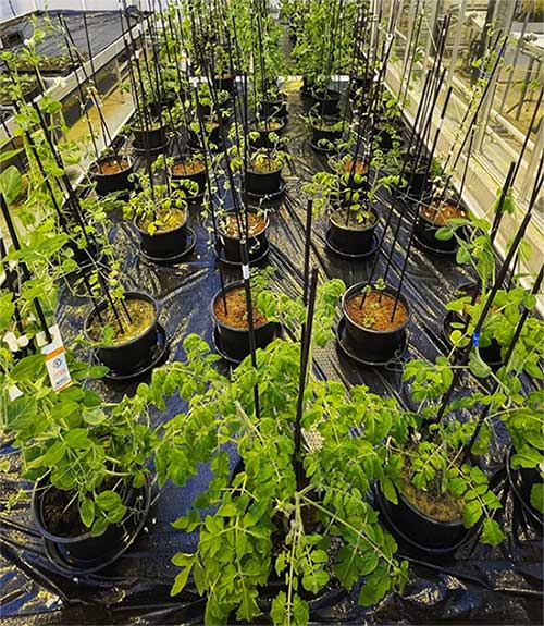 Picture 2 of Ancient farming methods open up the potential for farming on Mars