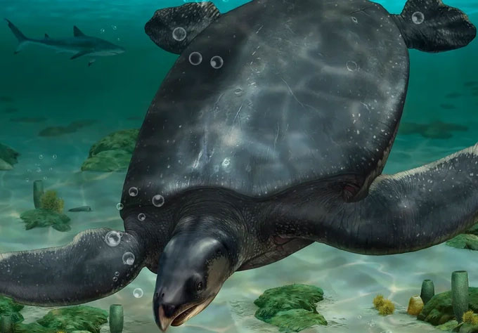Picture 1 of Ancient giant turtle as big as a rhinoceros, extinct 66 million years ago salvaged