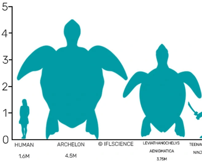 Picture 2 of Ancient giant turtle as big as a rhinoceros, extinct 66 million years ago salvaged