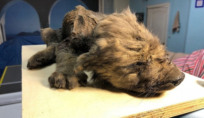 Ancient wolf mummies reveal the origin of domestic dogs Picture 1