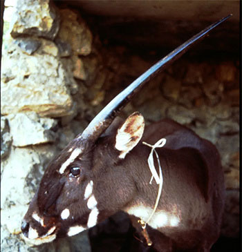 Picture 2 of Animals humans have never seen the process of giving birth