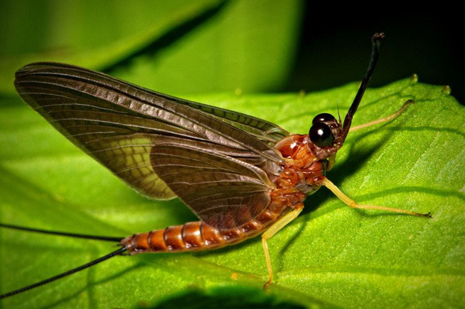 Picture 1 of Animals with the shortest lifespan in the world