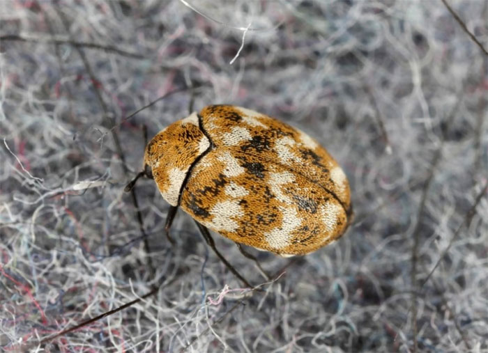 Picture 10 of Animals with the shortest lifespan in the world