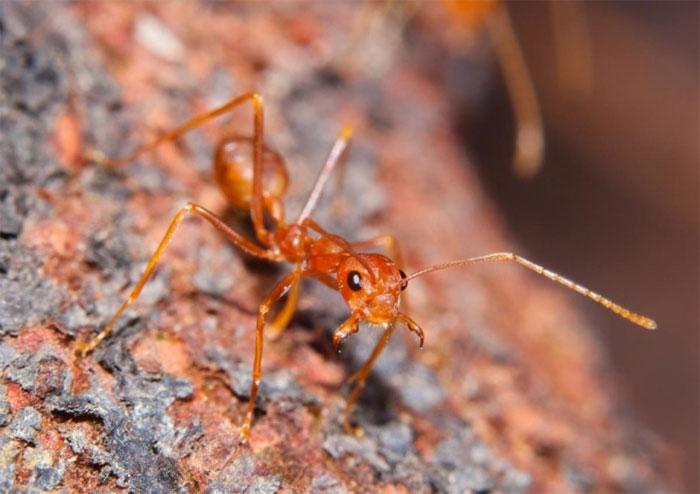 Picture 11 of Animals with the shortest lifespan in the world
