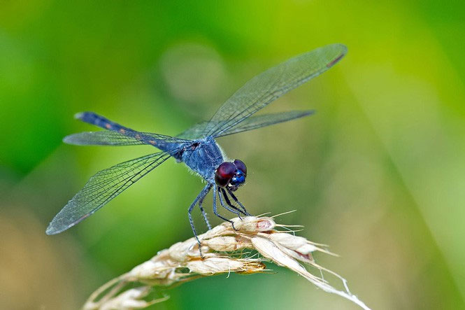 Picture 13 of Animals with the shortest lifespan in the world