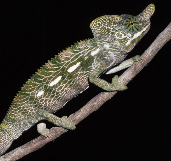 Picture 14 of Animals with the shortest lifespan in the world