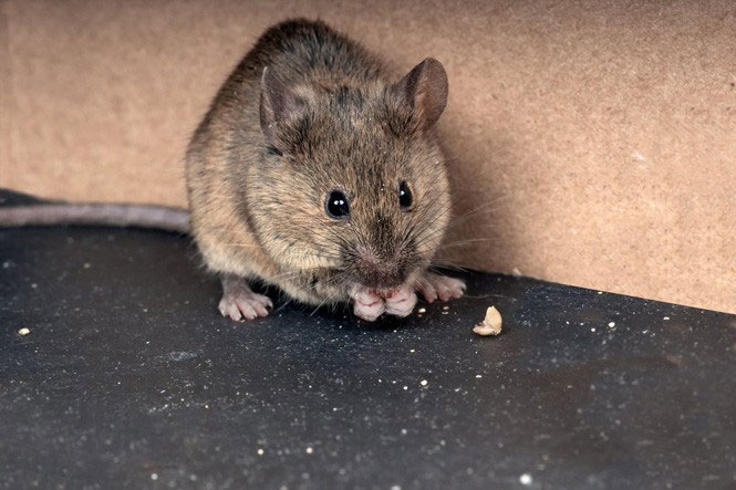 Picture 15 of Animals with the shortest lifespan in the world