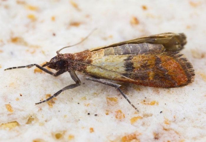 Picture 8 of Animals with the shortest lifespan in the world