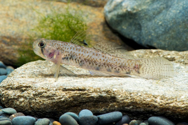 Picture 9 of Animals with the shortest lifespan in the world