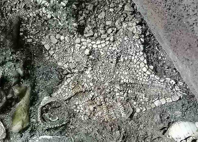 Picture 1 of Another mystery of the sacred Mexican temple challenges the scientific world