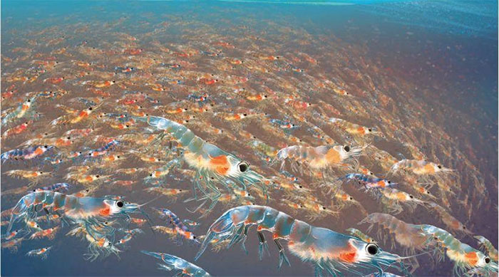 Picture 1 of Antarctic shrimp eat 300 million tons every year but still not extinct