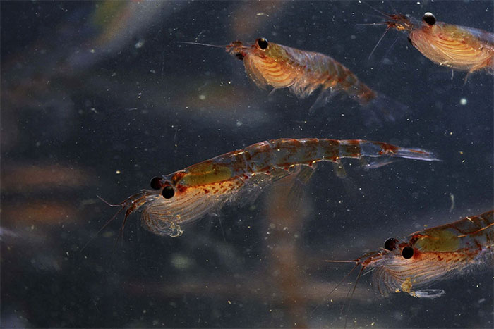 Picture 2 of Antarctic shrimp eat 300 million tons every year but still not extinct