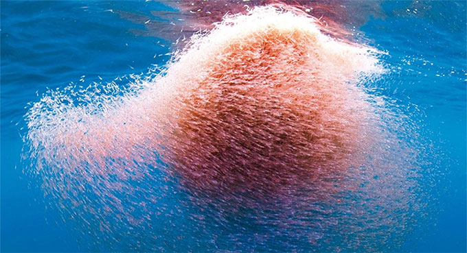 Picture 3 of Antarctic shrimp eat 300 million tons every year but still not extinct