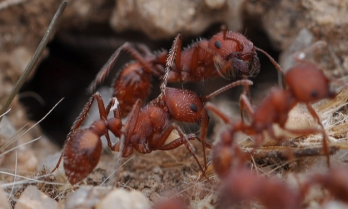 Ants help scientists discover thousands of fossils Picture 1