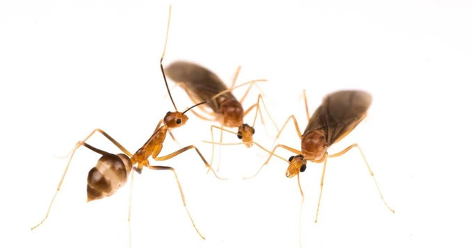 Picture 1 of Ants reproduce in a strange way never seen before