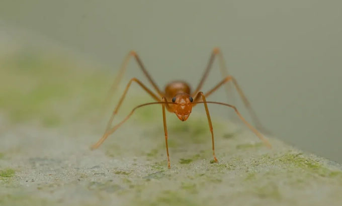 Picture 2 of Ants reproduce in a strange way never seen before
