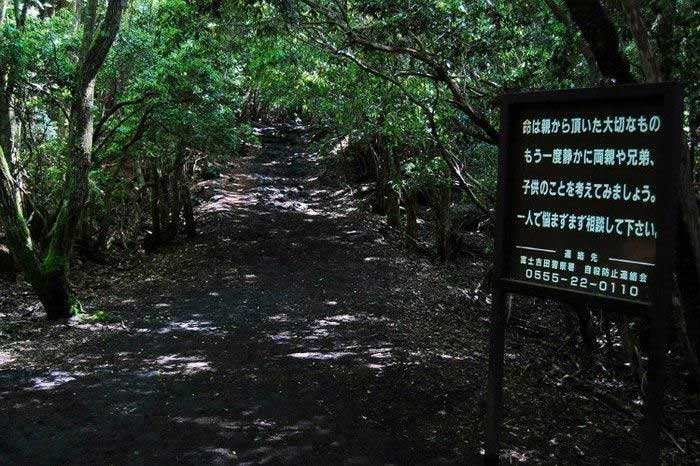 Picture 4 of Aokigahara: The Mysterious Forest in Japan