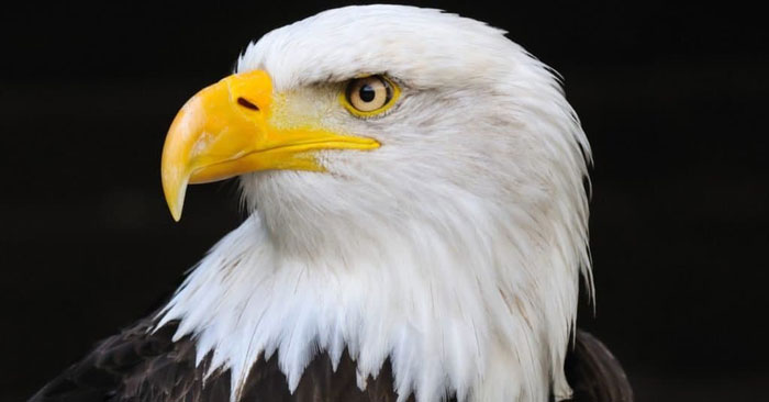 Picture 2 of Are bald eagles strong enough to take down mountain lions?
