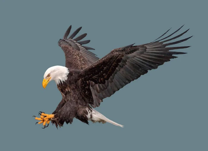 Picture 4 of Are bald eagles strong enough to take down mountain lions?