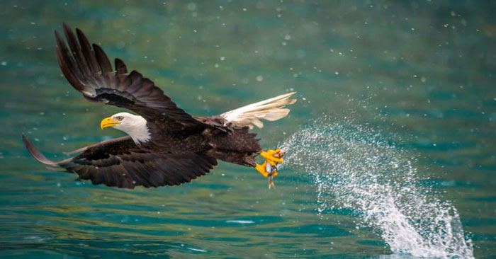 Picture 5 of Are bald eagles strong enough to take down mountain lions?