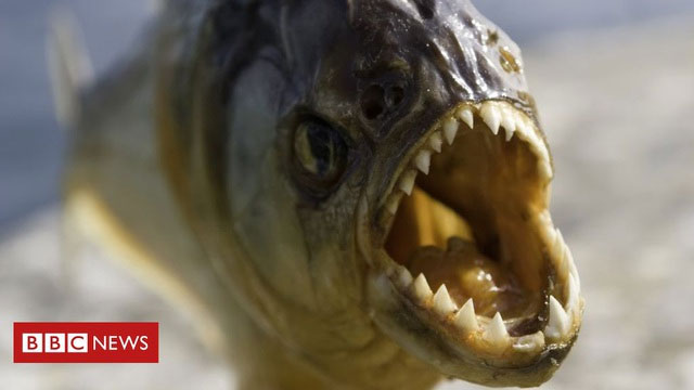 Picture 1 of Are piranhas really as dangerous as the rumors say?