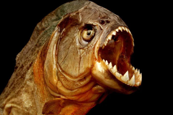 Picture 2 of Are piranhas really as dangerous as the rumors say?