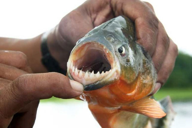 Picture 5 of Are piranhas really as dangerous as the rumors say?
