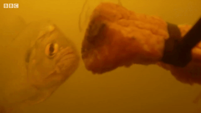 Picture 6 of Are piranhas really as dangerous as the rumors say?
