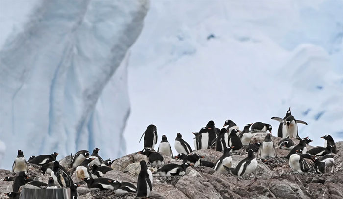 Are thousands of penguins dying in Antarctica due to bird flu?