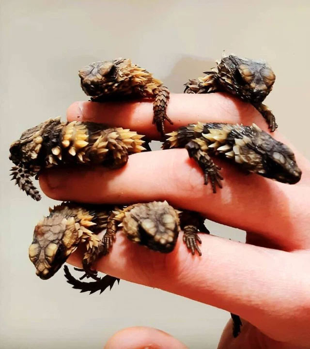 Picture 10 of Armadillo Lizard - Dragons in real life