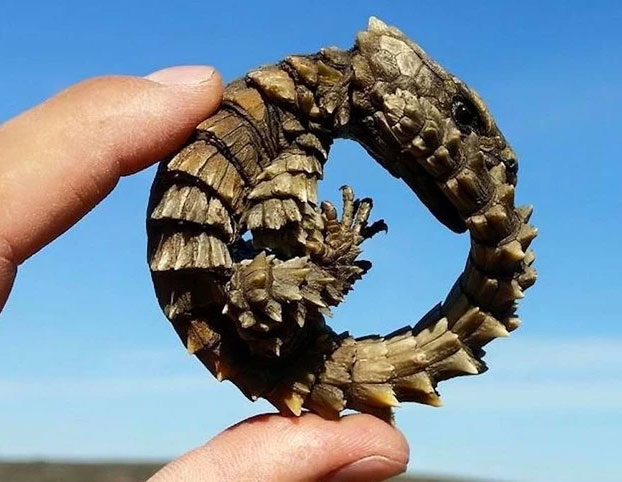 Picture 4 of Armadillo Lizard - Dragons in real life