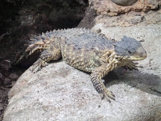 Picture 6 of Armadillo Lizard - Dragons in real life