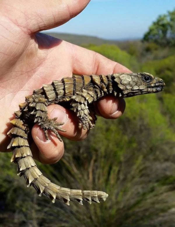 Picture 9 of Armadillo Lizard - Dragons in real life