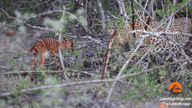Picture 1 of Attacked by a baby antelope, the jaguar has a strange 'retaliation' action