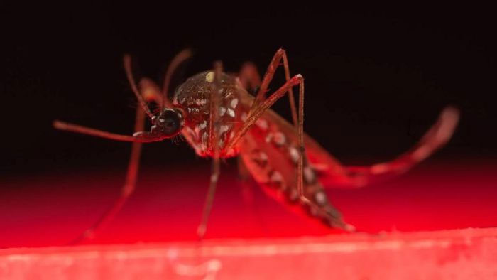 Picture 1 of Australia invents breakthrough method to kill mosquitoes