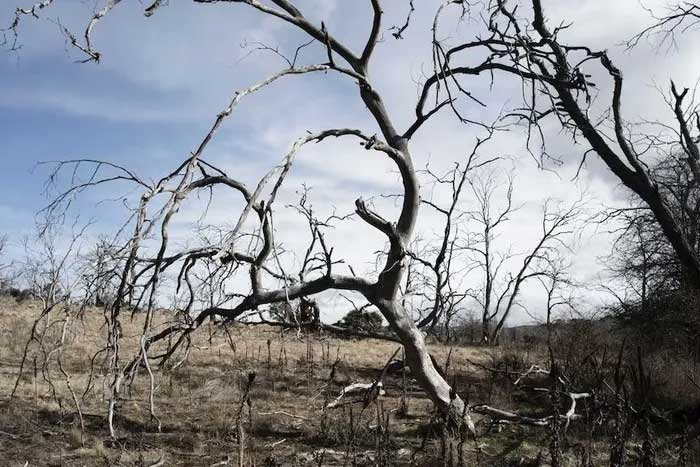 Picture 1 of Australia's primeval forests died en masse due to drought and climate change