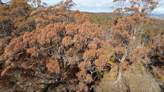 Picture 2 of Australia's primeval forests died en masse due to drought and climate change