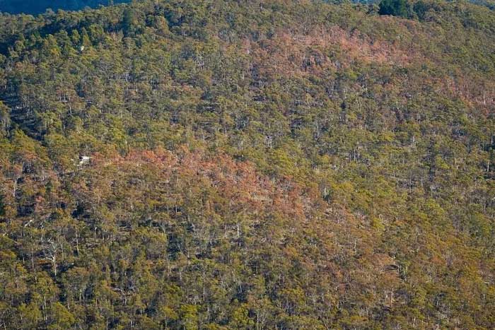 Picture 4 of Australia's primeval forests died en masse due to drought and climate change