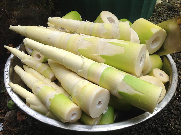 Picture 1 of Bamboo shoots can provide a protein source similar to cow's milk