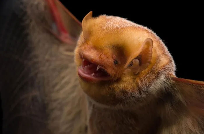 Bats and Enviable Superpowers Picture 4