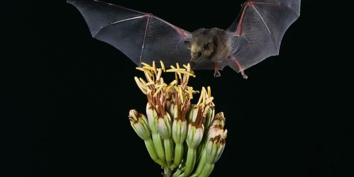Bats and Enviable Superpowers Picture 5