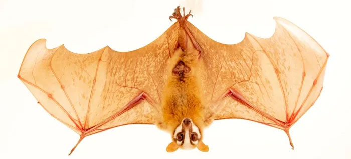 Bats and Enviable Superpowers Picture 6