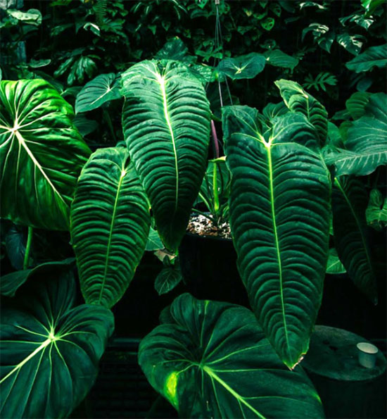 Picture 5 of Being mocked for carrying a leaf on the plane, the young man shocked everyone when he revealed its 'origin'