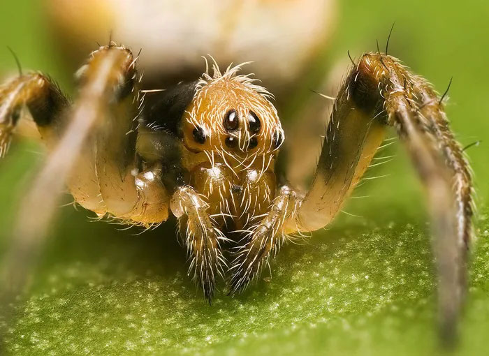Picture 12 of Being 'pregnant' but not pregnant, dubbed a creature from hell but it's harmless